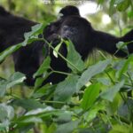 The Community Baboon Sanctuary