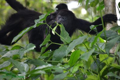 The Community Baboon Sanctuary: Unmasking the Primate Haven