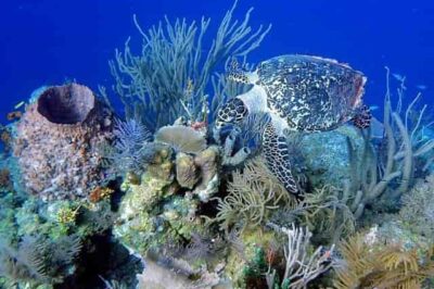 The Belize Barrier Reef: A UNESCO World Heritage Site